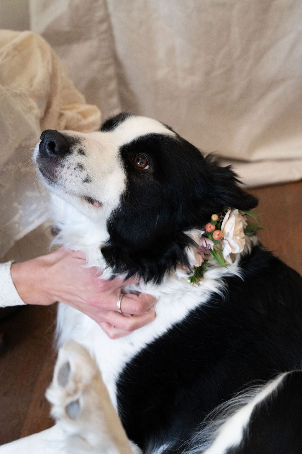 Dog Floral Collar